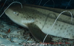 Zebra Shark by Jonathan Sala 